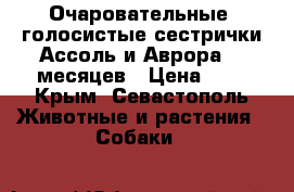 Очаровательные  голосистые сестрички Ассоль и Аврора. 5 месяцев › Цена ­ 1 - Крым, Севастополь Животные и растения » Собаки   